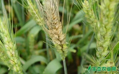 小麦赤霉病大面积流行，防治需小麦全产业链各环节发力