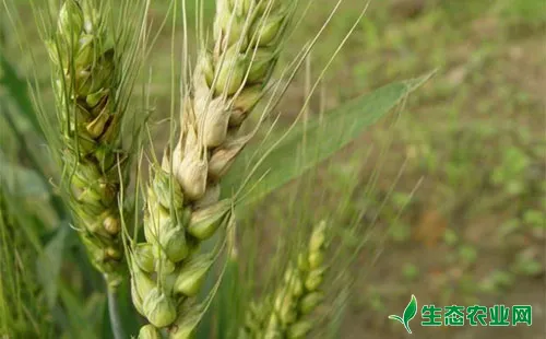 小麦赤霉病大面积流行，防治需小麦全产业链各环节发力