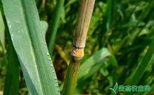 小麦熟前显白穗是什么原因引起的呢？