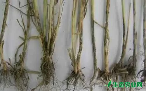 小麦熟前显白穗是什么原因引起的呢？