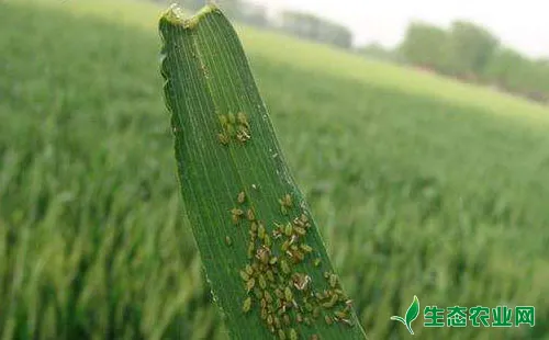 小麦蚜虫防治常见误区及注意事项