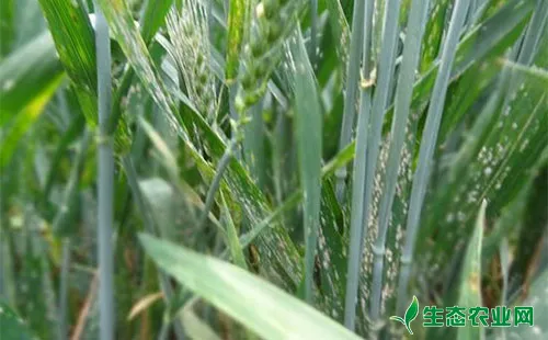 小麦白粉病发生趋势分析和防治意见