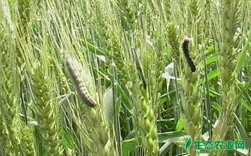 小麦病虫害进入危害盛期，莫要错过最佳预防时期