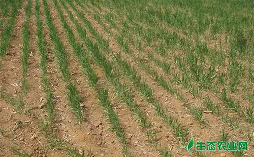 小麦减产原因及预防措施