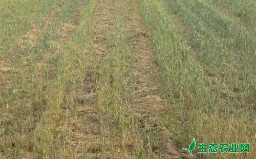 小麦减产原因及预防措施