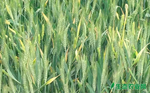 小麦黄矮病的病原类型，小麦黄矮病怎样治