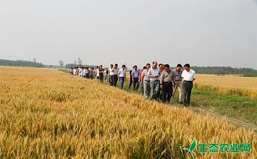 优质高产小麦品种选择哪个好，这些概念先搞清楚最关键！