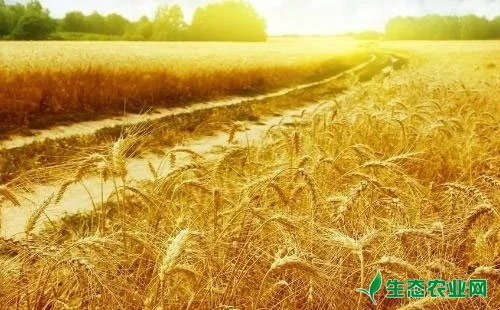 优质高产小麦品种选择哪个好，这些概念先搞清楚最关键！