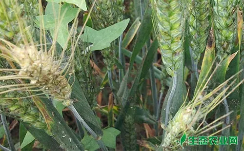 小麦赤霉病的发病原因、危害、发生规律及防治对策