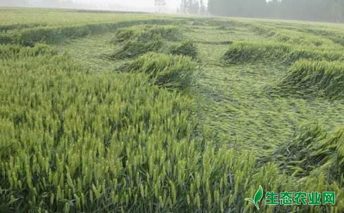 春季小麦倒伏症状、原因、防治方法和补救措施