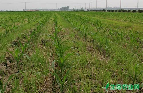 冬小麦田自生玉米苗的发生与防控