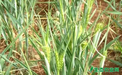 除草旺季，谨防药害——小麦田常见除草剂药害分析