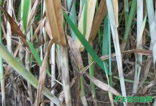 小麦纹枯病危害症状及防治措施
