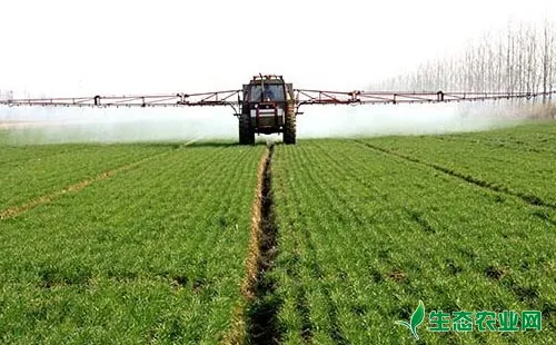 小麦低温期使用这些除草剂，一定需谨防药害发生