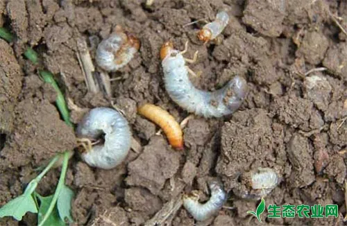 药剂防治小麦地下害虫关键措施