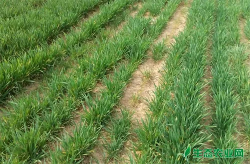小麦异常苗的发生种类及相应防治对策