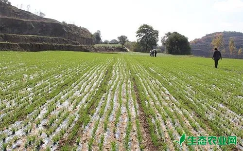 小麦垄作的优势及其栽培技术