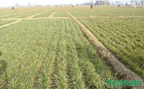 小麦黄弱苗的发生原因与防治对策