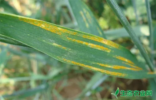 小麦条锈病的发生症状、病原与防治