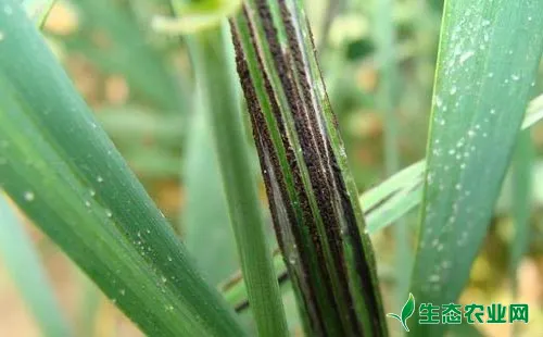 小麦秆黑粉病传播途径、危害症状及防治措施