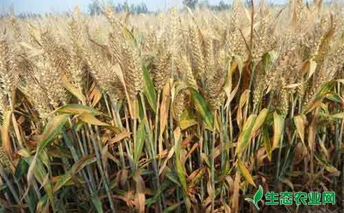 小麦增产的具体实施方案和策略