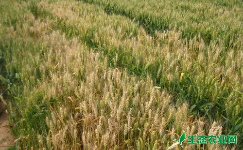 小麦全蚀病需采取综合防控措施