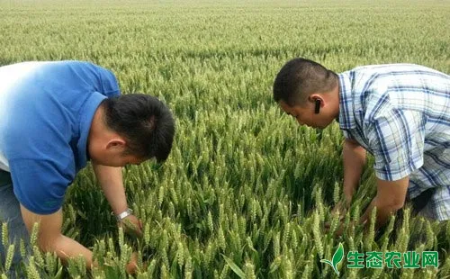 豫农012小麦种子六大优势及栽培技术