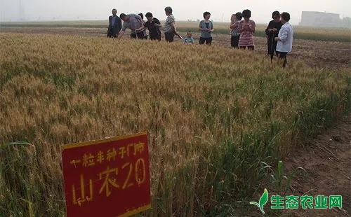 山农20小麦种子特征特性及栽培要点