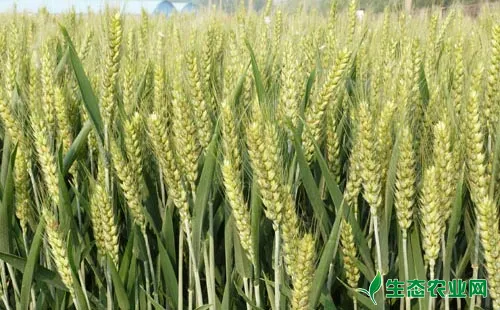 矮抗58小麦品种栽培技术总结