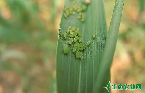 小麦蚜虫有哪些危害，如何做好小麦蚜虫防治