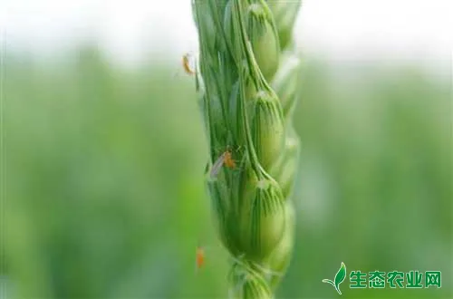 如何防治小麦吸浆虫？小麦吸浆虫防治