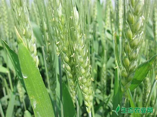 小麦后期要防止脱肥和贪青