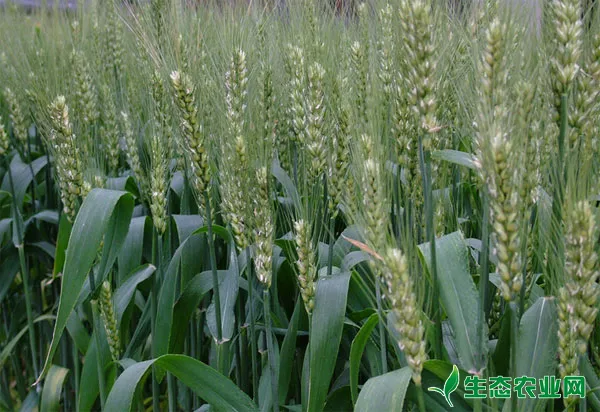 小麦生产农药选用原则和禁用的农药种类