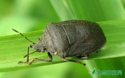 玉米弯刺黑蝽的形态特征、发生规律及发生特点和防治措施