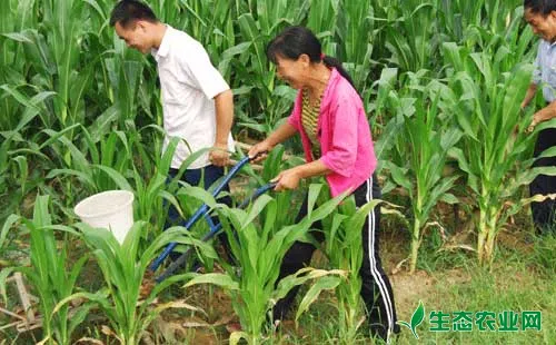 玉米科学施肥，实现增产增收