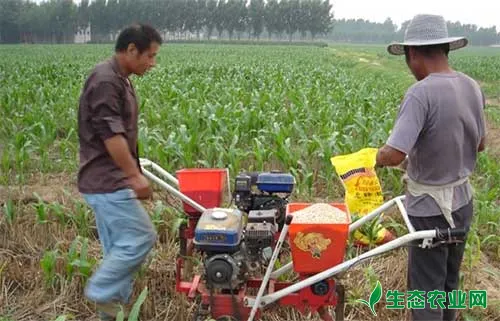玉米科学施肥，实现增产增收