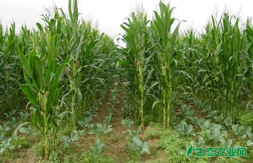 北方甜玉米高产栽培技术总结