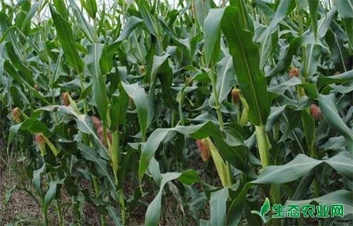 玉米田除草剂有哪些，玉米田除草剂使用方法