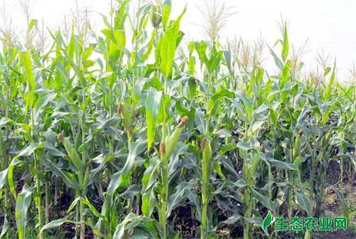 玉米田除草剂有哪些，玉米田除草剂使用方法