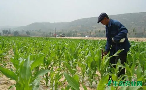 玉米专用肥之玉米控失肥施肥技术