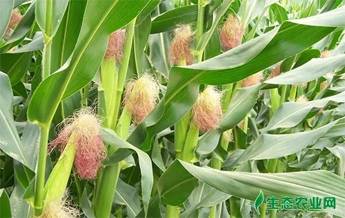 夏玉米苗期管理技术及夏玉米病虫害防治