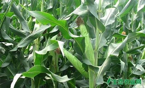 夏玉米苗期管理技术及夏玉米病虫害防治