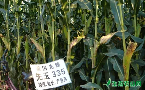 先玉335玉米种子品种特点及高产栽培技术要点