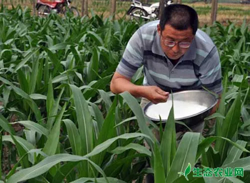 玉米合理施肥应采用“两头重、中间轻”措施