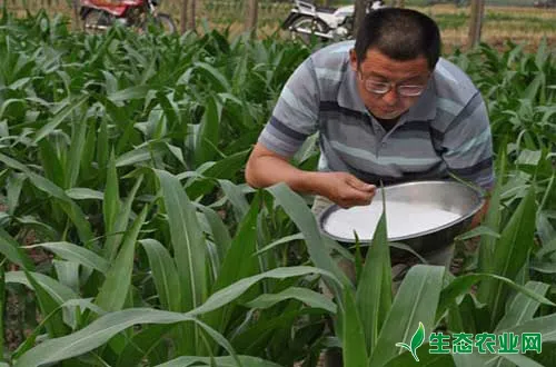玉米施肥要做到“广、稳、增、控、补”