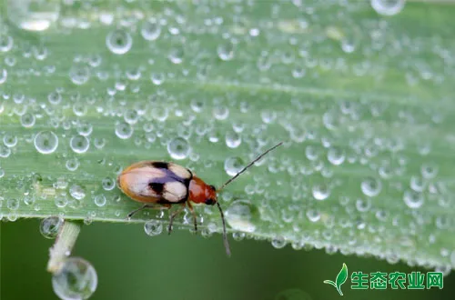 玉米新害虫双斑萤叶甲的识别与防治