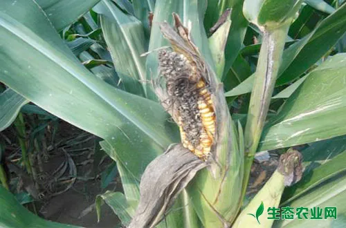 玉米穗腐病如何识别和防治？