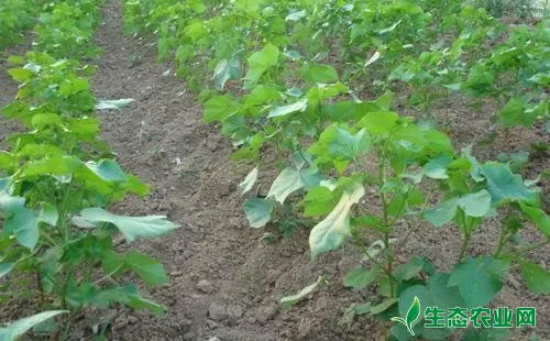 棉花缺素症的叶色诊断及防治措施