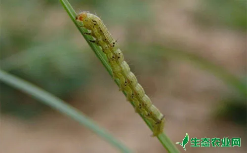 棉花盲蝽蟓的种类特征 危害特点及防治措施 生态农业网 棉花盲蝽蟓的种类特征 危害特点及防治措施 生态农业网