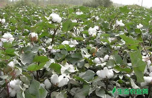 棉花如何栽培才能高产